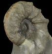 Unusual, Triassic Ammonite (Ceratites) Fossil - Germany #94058-1